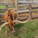 Texas Longhorn by lynne5477