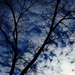 Tree Silhouette  by cailts