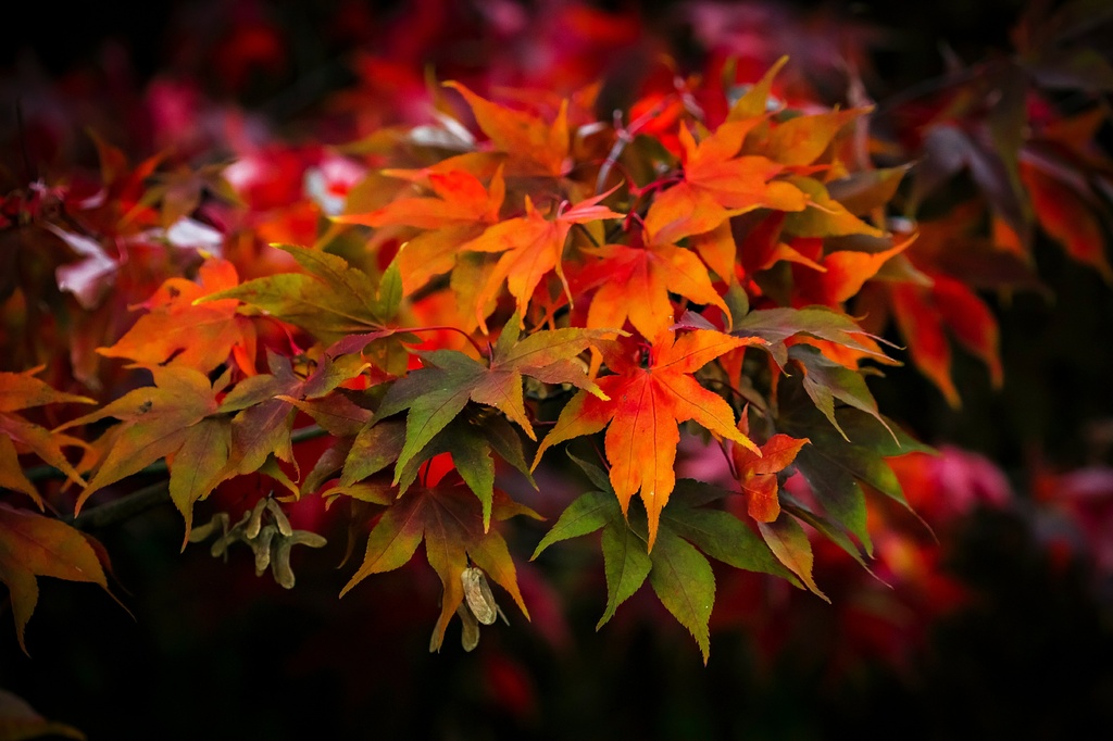 the epitome of autumn by jantan