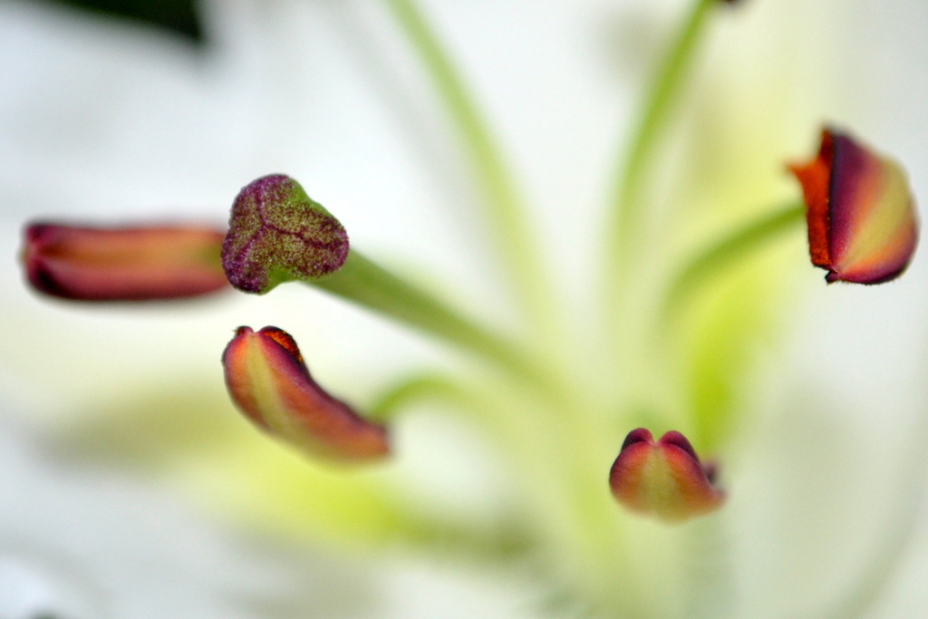 Stigma and Stamen by andycoleborn