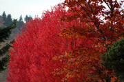 7th Nov 2013 - Autumn Tree
