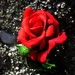 Mala ruža by vesna0210