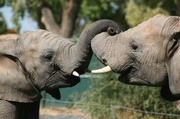 10th Nov 2013 - Elephants