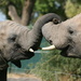 Elephants by kerristephens