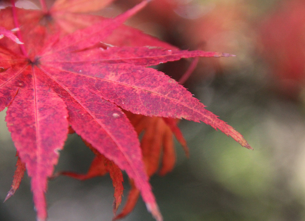 Red Maple by tara11