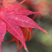 Red Maple by tara11
