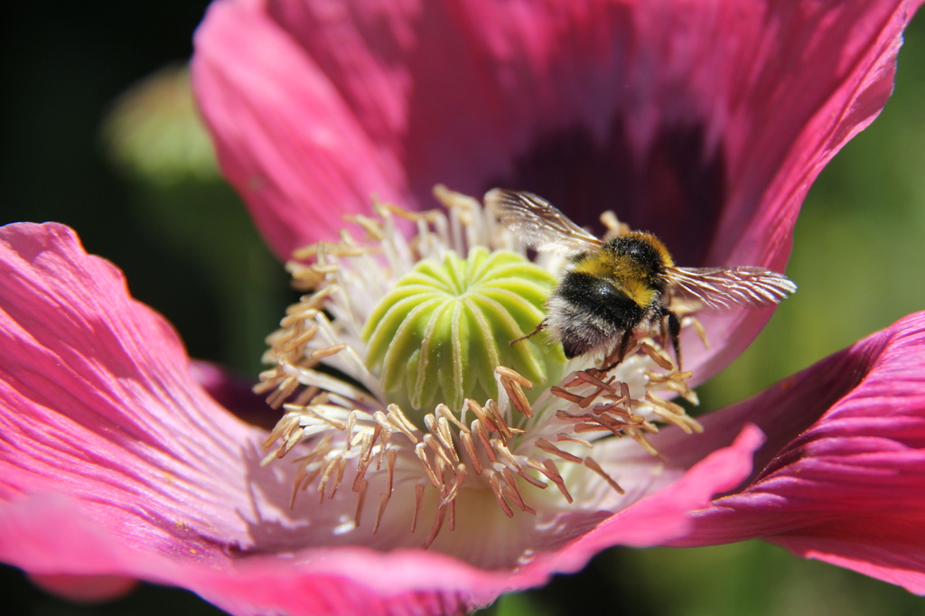 Bumble Bee by rustymonkey
