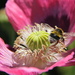 Bumble Bee by rustymonkey
