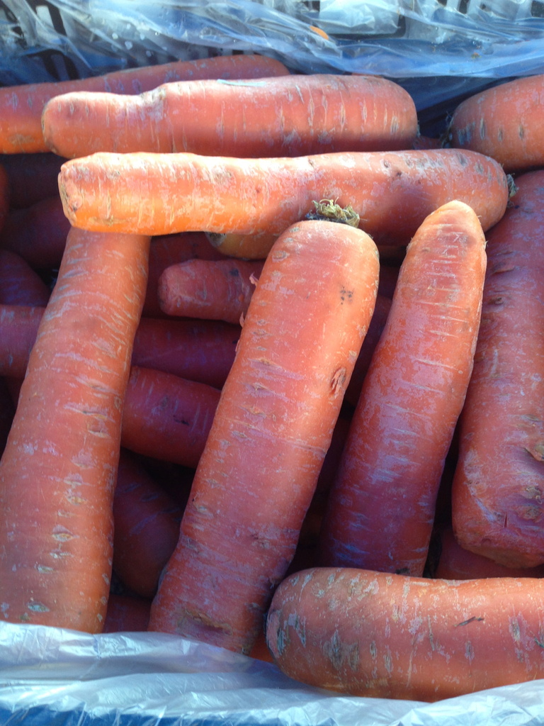 enormous carrots . . . by wiesnerbeth
