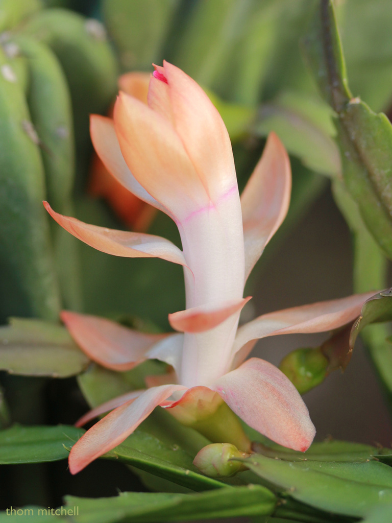 Thanksgiving cactus (Schlumbergera truncata) by rhoing