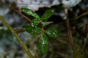 11th Nov 2013 - Drops and frost