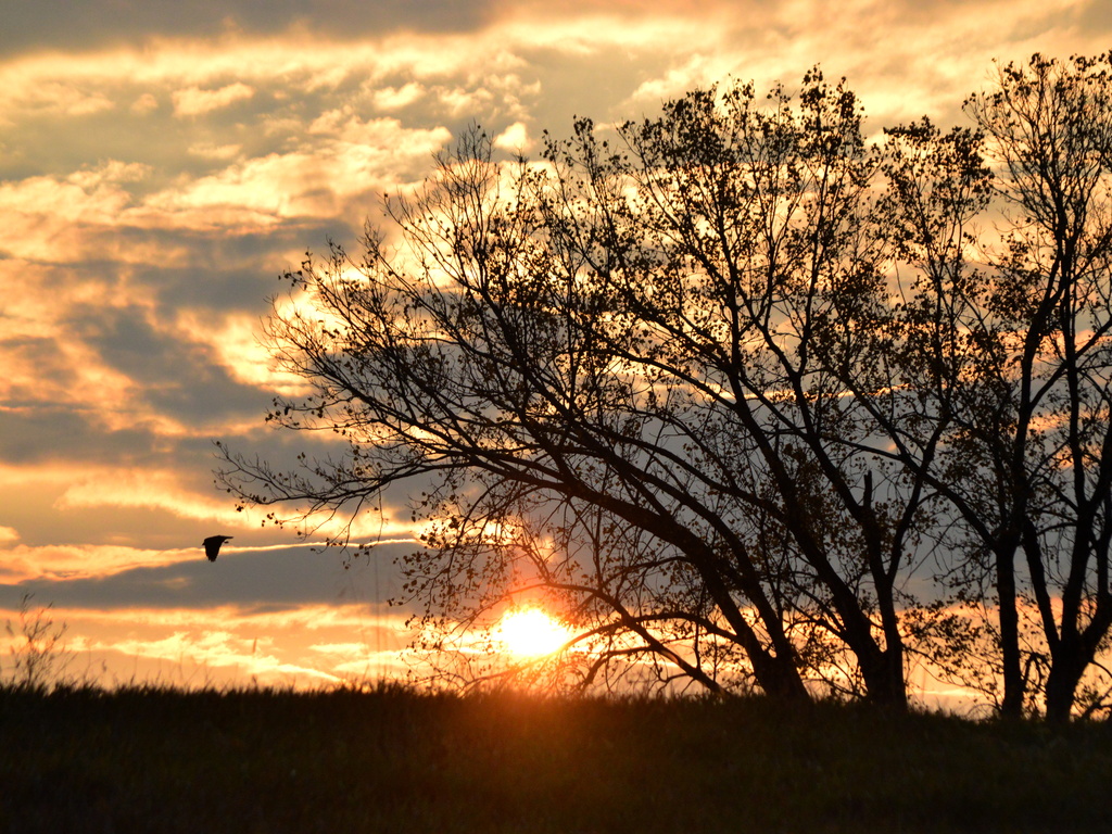 Hawk in Kansas Sunrise by kareenking