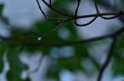 11th Nov 2013 - Can't resist droplets ....