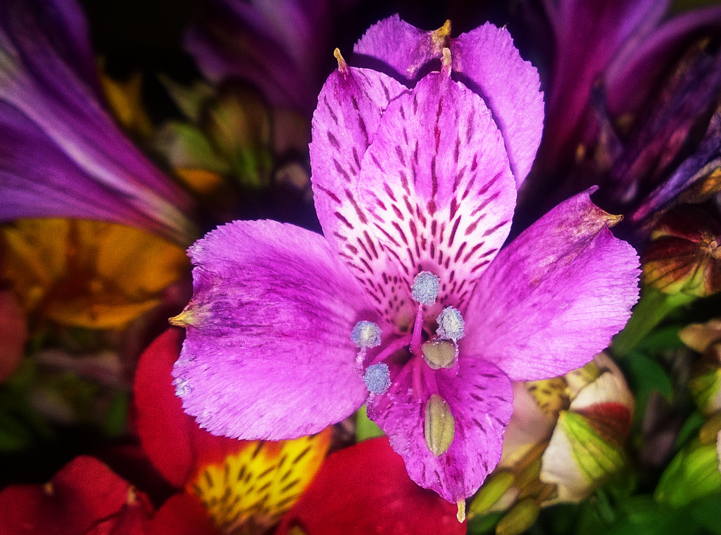 Purple Inca Lily by salza