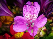 11th Nov 2013 - Purple Inca Lily