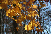 11th Nov 2013 - Morning Leaves