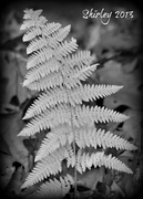 11th Nov 2013 - ferns in fall 