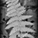 ferns in fall  by mjmaven