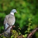 Bird and bokeh  by streats