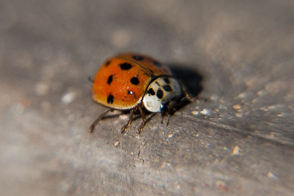 Ladybug by dakotakid35