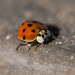 Ladybug by dakotakid35