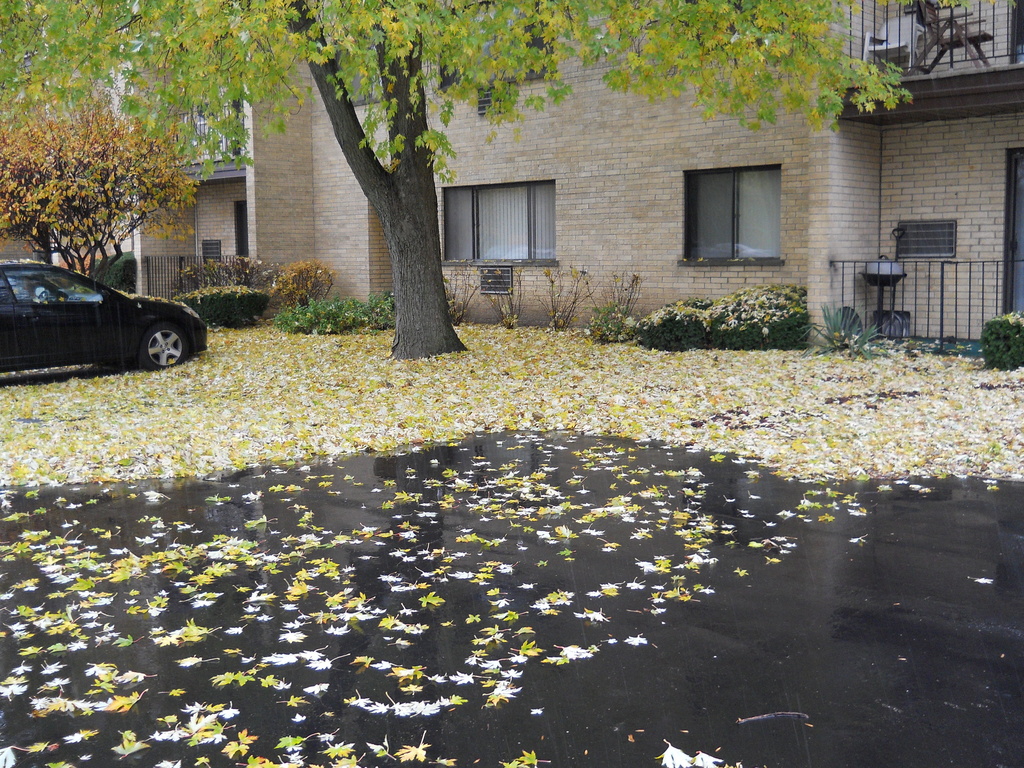 How many leaves can one tree drop? by kchuk