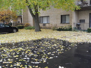 9th Nov 2013 - How many leaves can one tree drop?