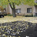 How many leaves can one tree drop? by kchuk