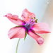 Drops on a little flower by abhijit