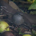 Hedge Sparrow-best in black. by padlock