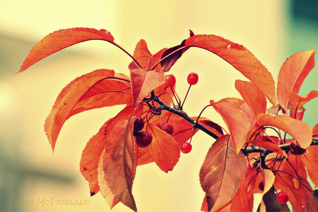 Orange and red by cindymc