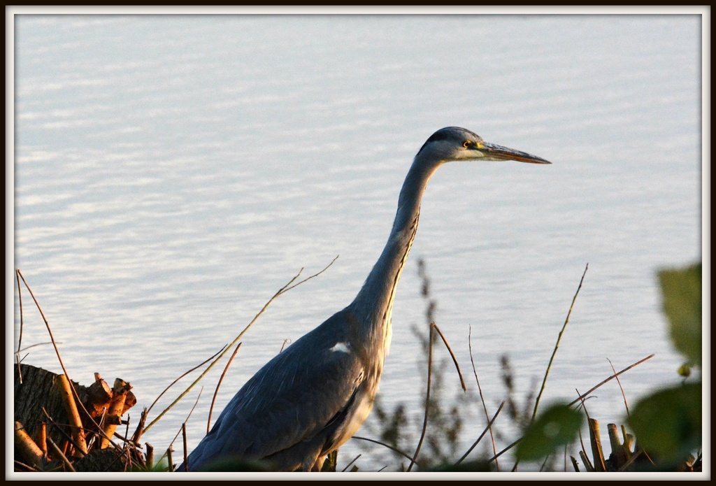 Young heron by rosiekind