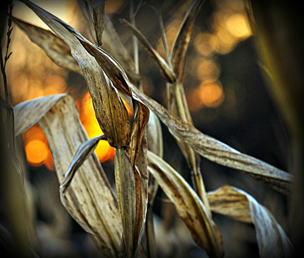 Sunset Through the Corn by peggysirk