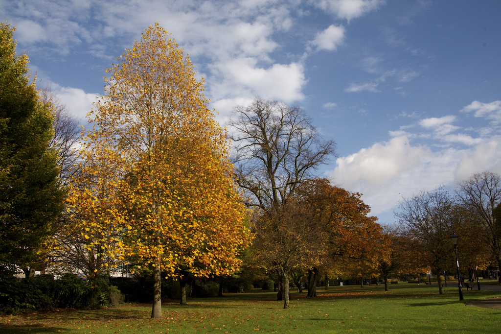 Autumn Tree by nicolaeastwood