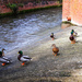 Ducks - 12-11 by barrowlane