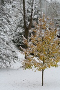 12th Nov 2013 - Ornamental Pear tree in the snow