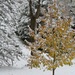 Ornamental Pear tree in the snow by mittens