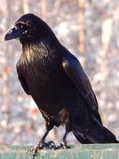 11th Nov 2013 - Transfer Station Raven