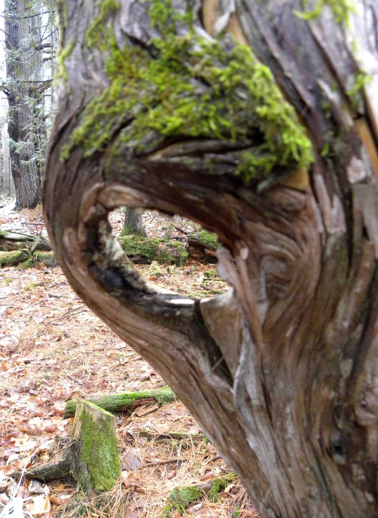 Alien Tree by sunnygreenwood