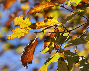 12th Nov 2013 - All the autumn colors
