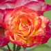 Rose SOOC by sugarmuser