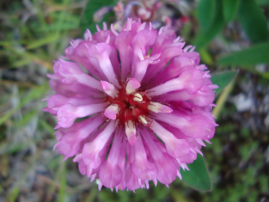 365-Red Clover DSC03598 by annelis
