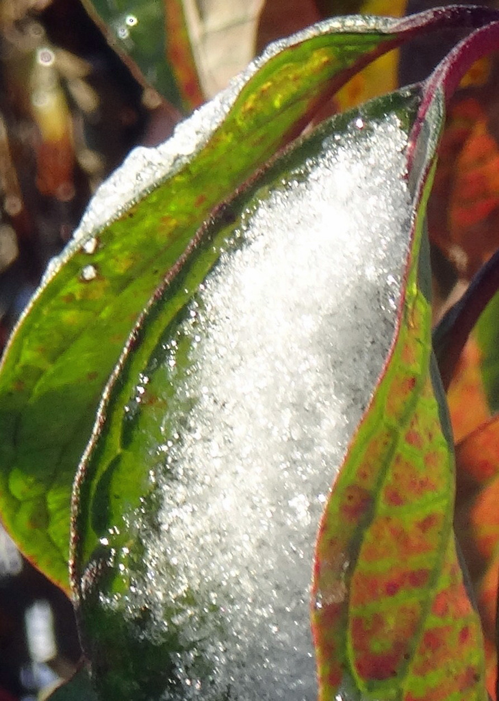 Day 161 Snow on a Green and Red Leaf by rminer