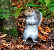 13th Nov 2013 - Has Anyone Seen My Nuts? :-)