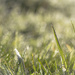 some grass by jantan