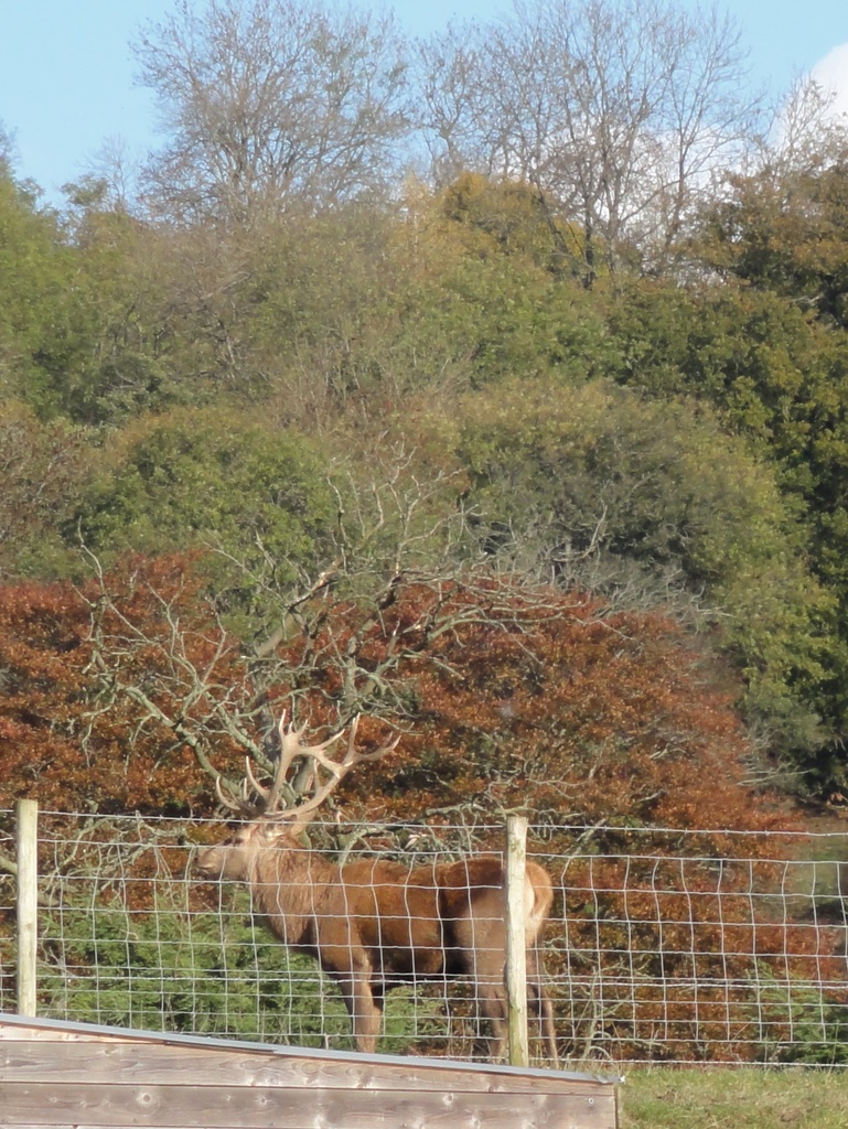 Ooh deer !!  behind the wire fence ! by beryl