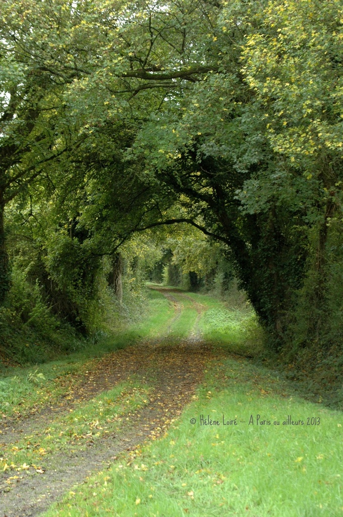 Wooded path by parisouailleurs