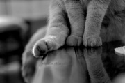 12th Nov 2013 - Boubou's big paws