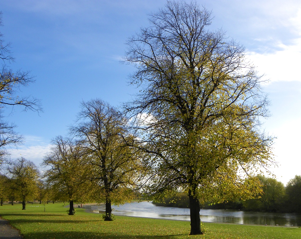 Trees by the Trent by oldjosh