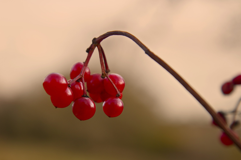 Red Berries. by gamelee